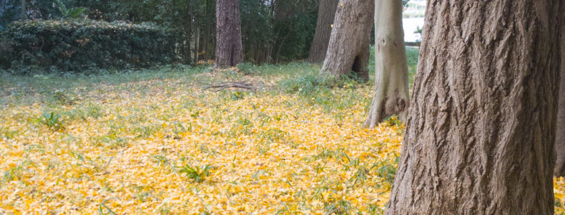 大宮公園の紅葉