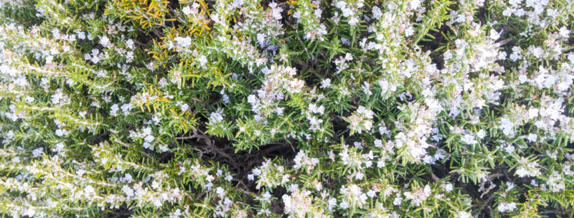 かはくのハーブガーデンを見てきました