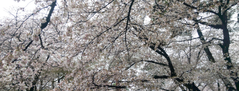 大宮公園のソメイヨシノ