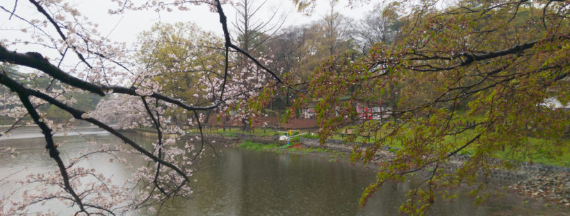 大宮公園のソメイヨシノ以外