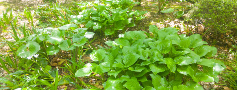 大宮公園の日本庭園