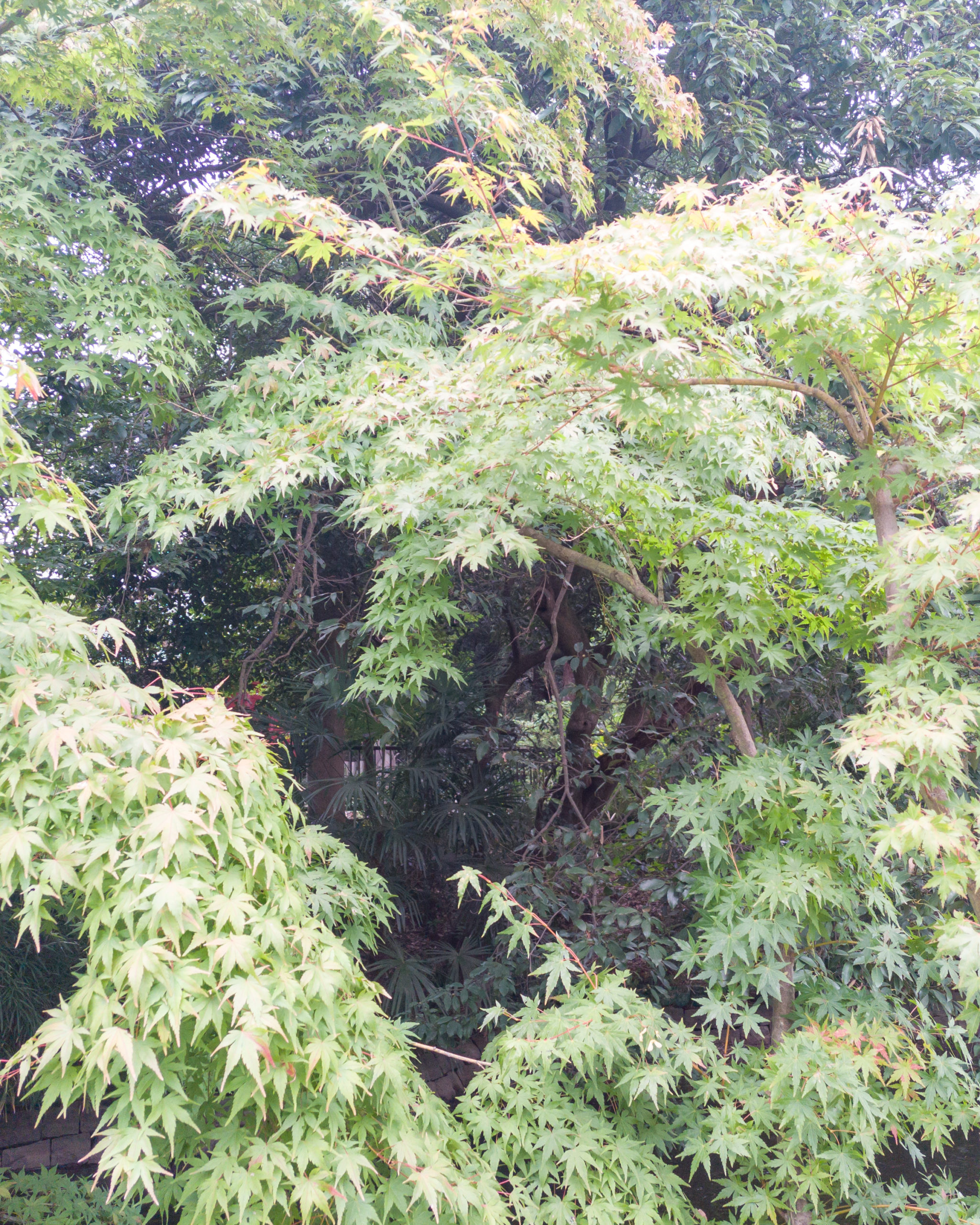 大宮公園の紅葉にはまだ早かった