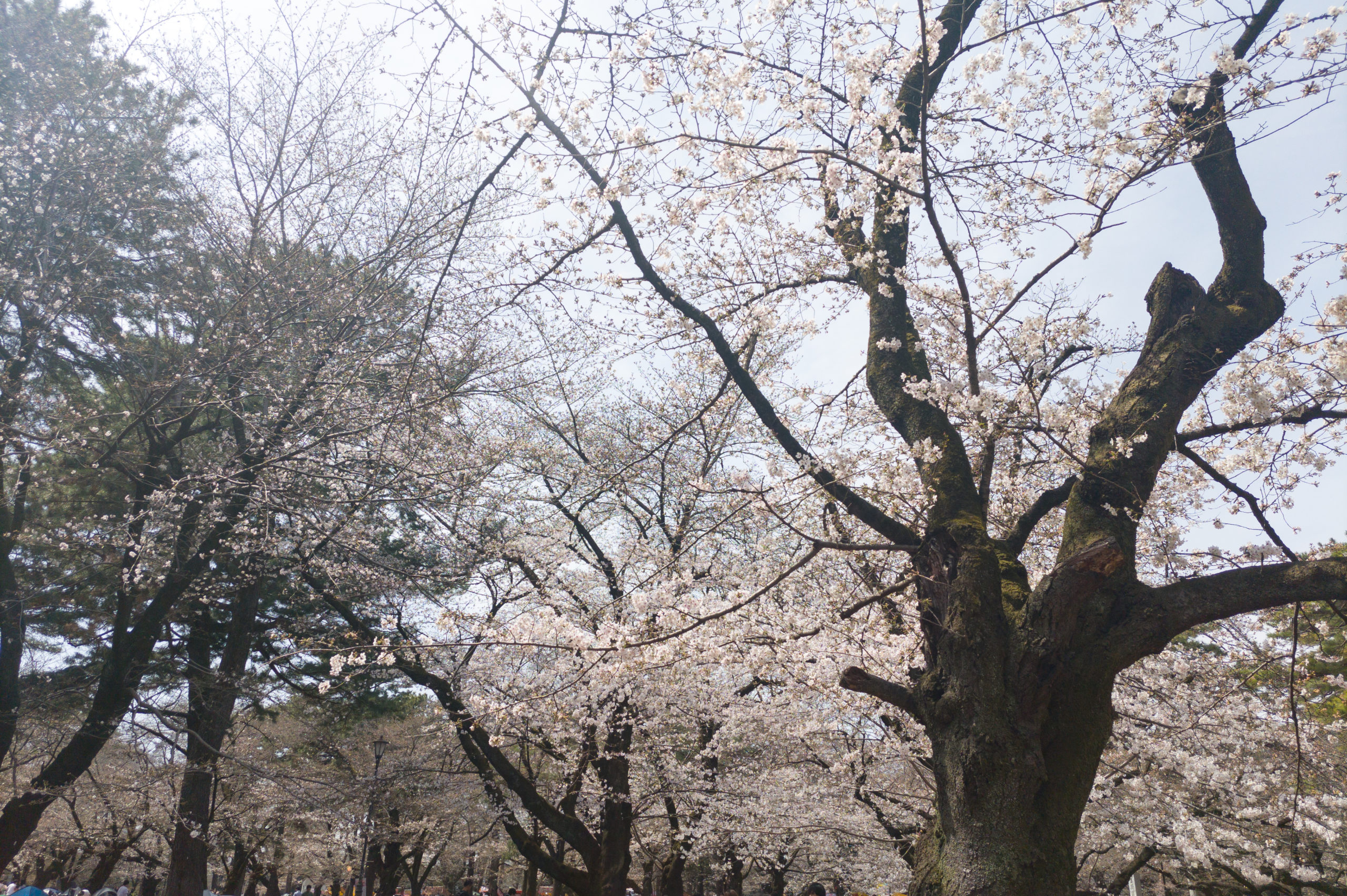 5分咲きくらいの大宮公園の桜を見てきた
