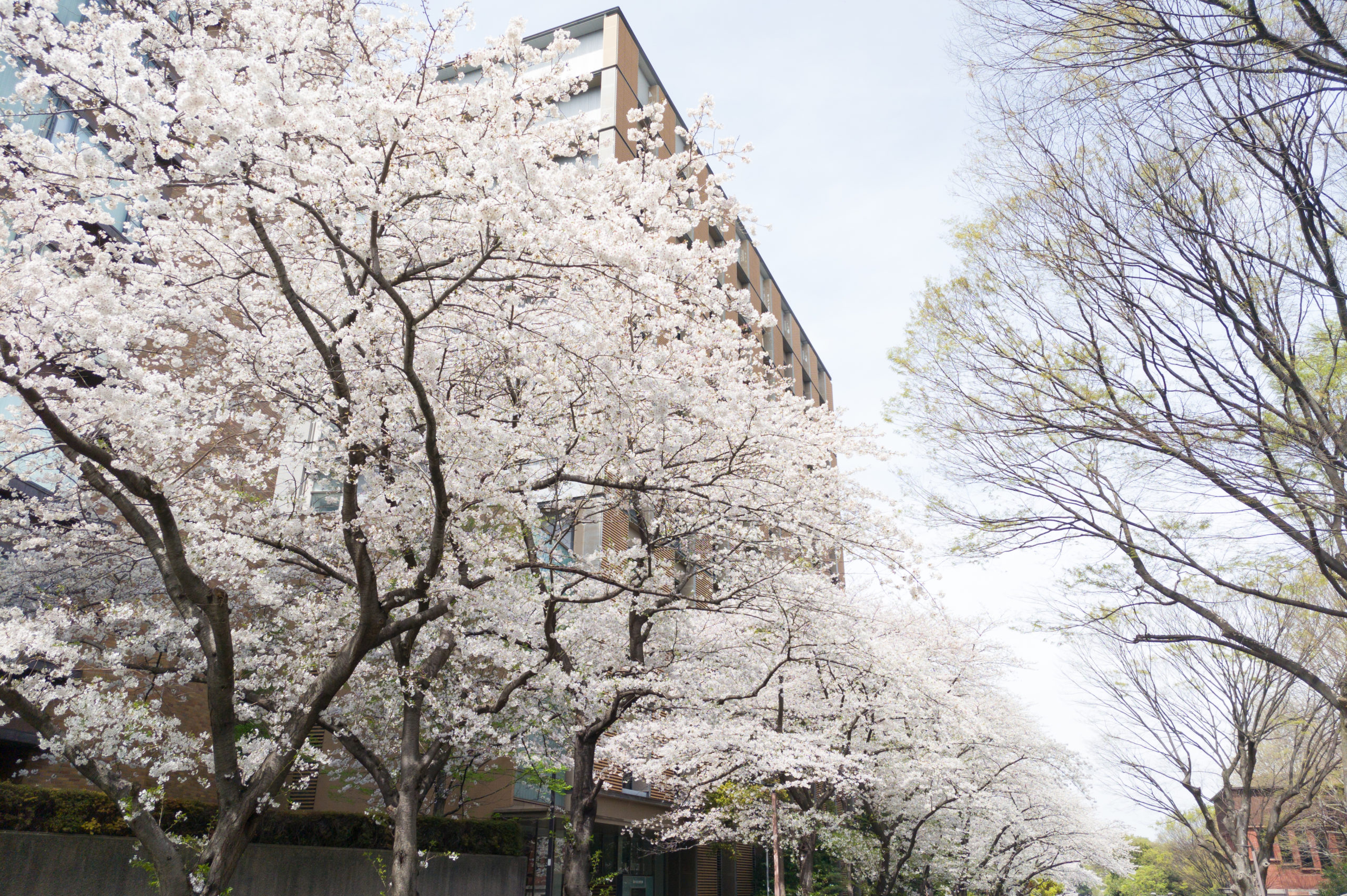 東京大学本郷キャンパスの桜が満開だった