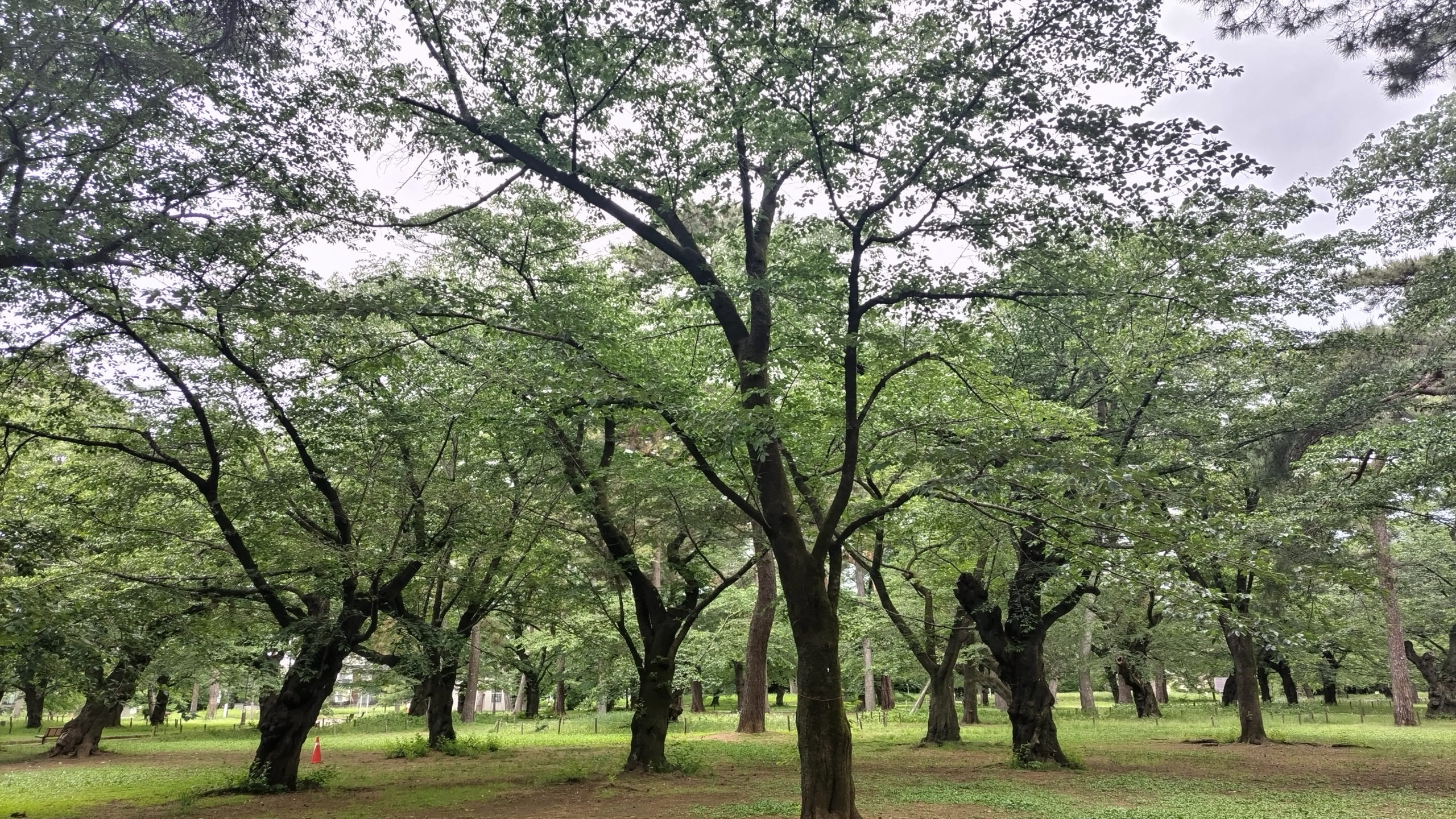 新緑の大宮公園