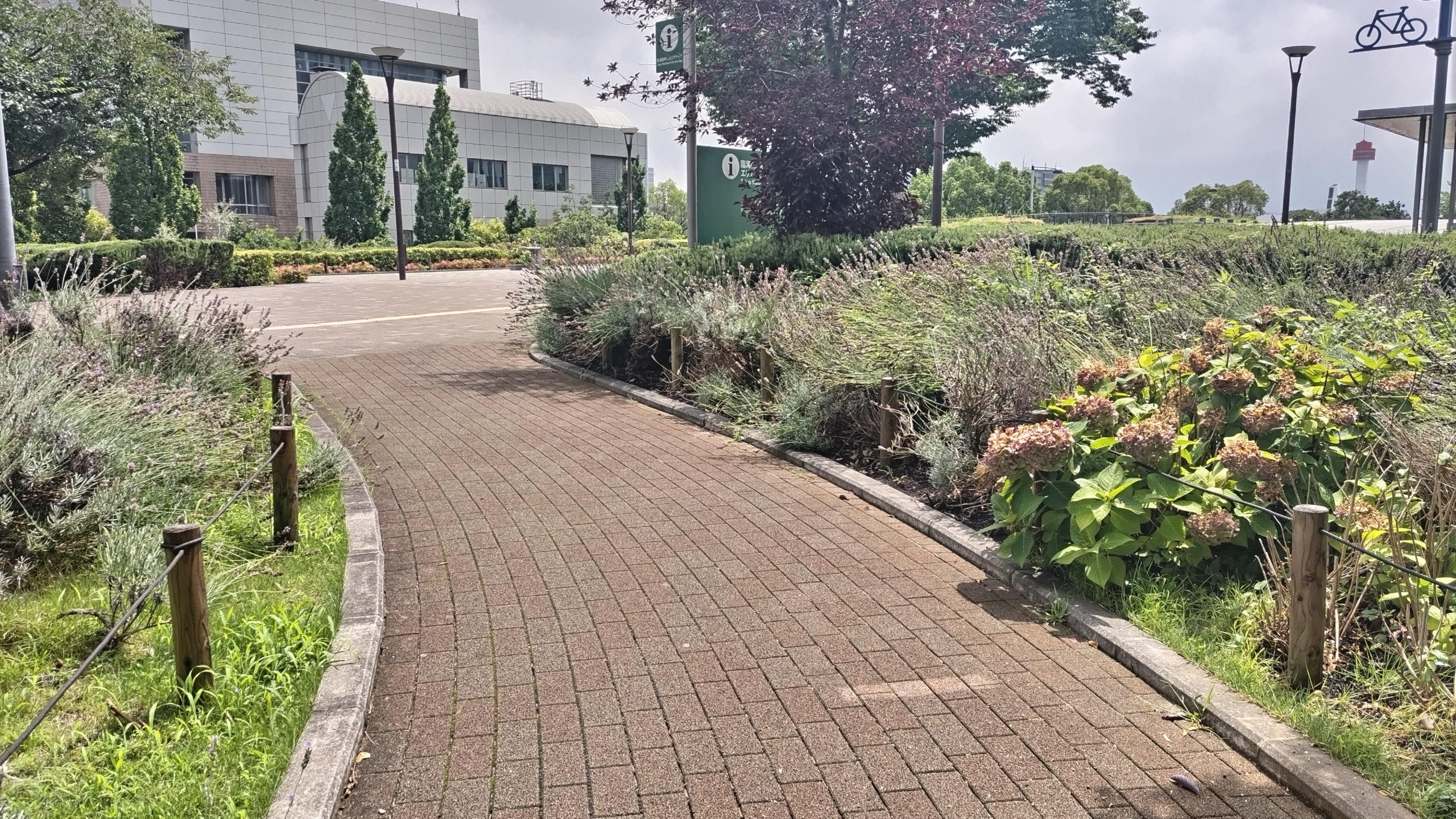 お台場のラベンダー