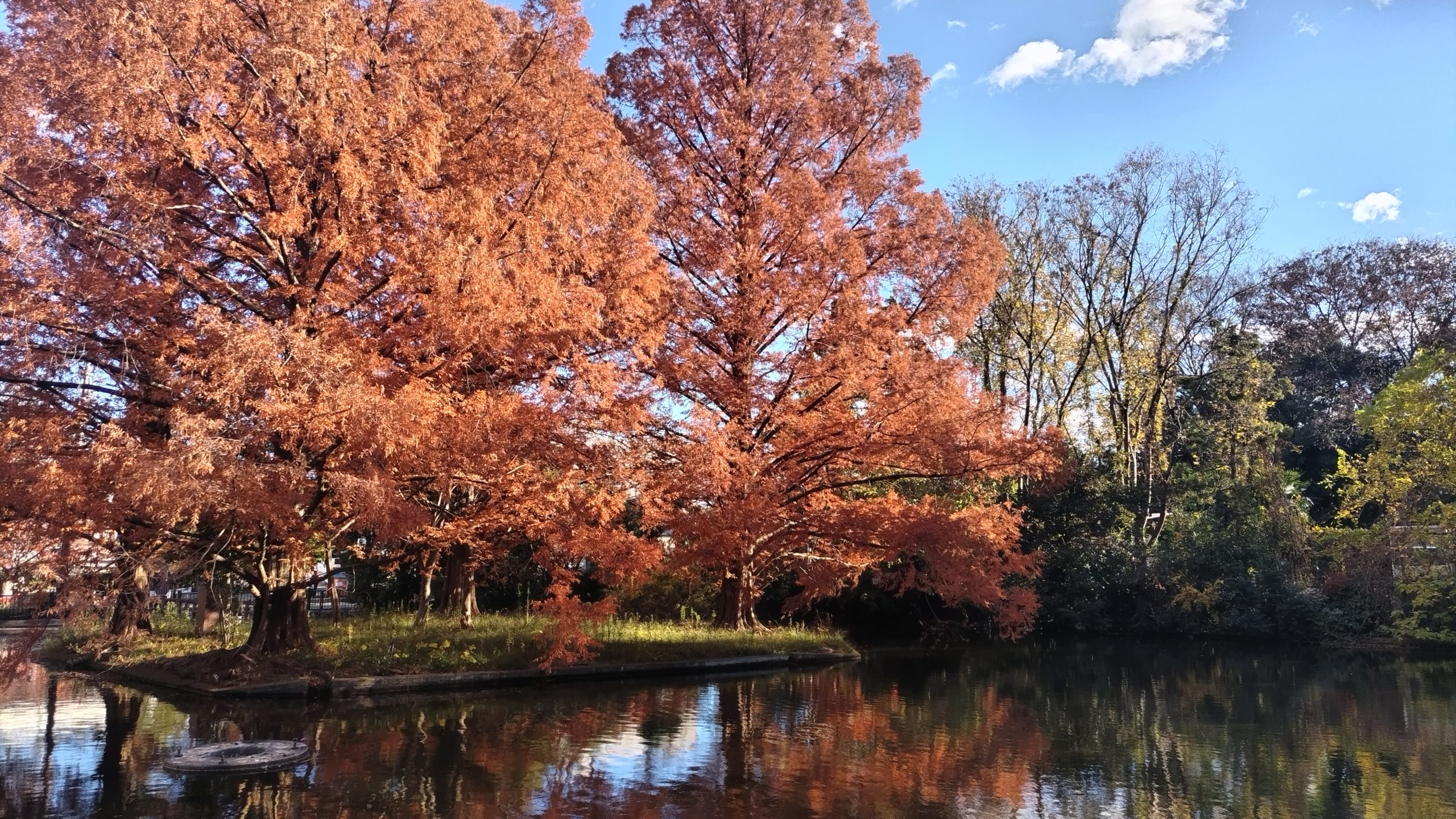 大宮公園に紅葉を撮りにいった(2024/12/08)