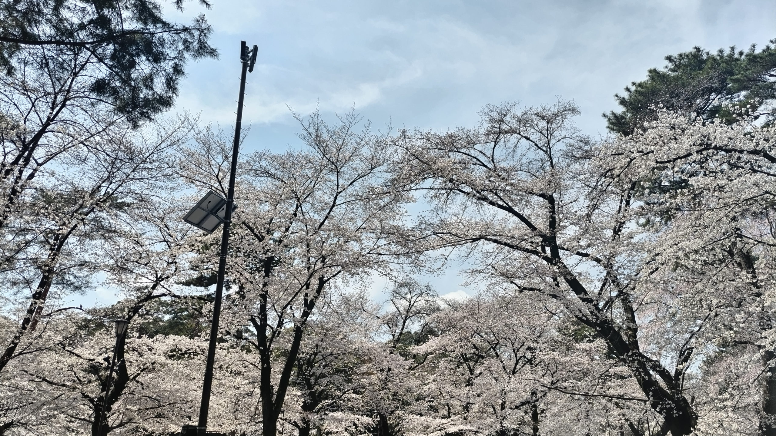 大宮公園にお花見に行ってきた(2025/03/30)